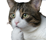 :chat_perplexe: