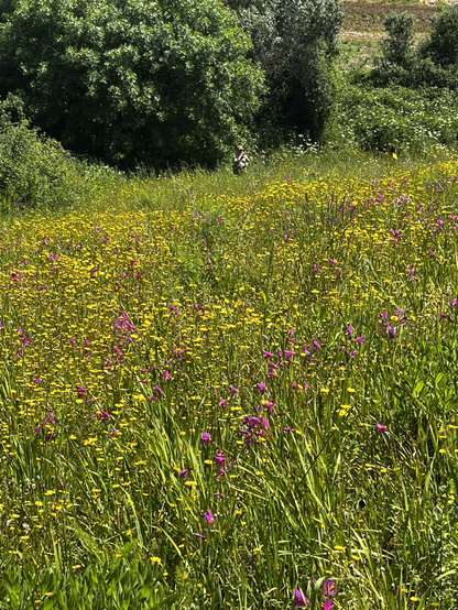 Wild flowers: yellow, purple. 