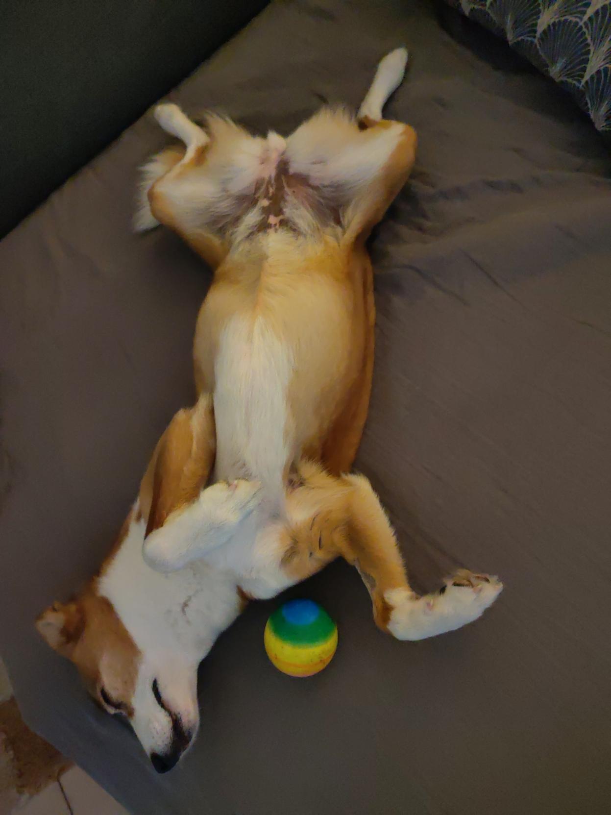 My dog sleeping with her belly up