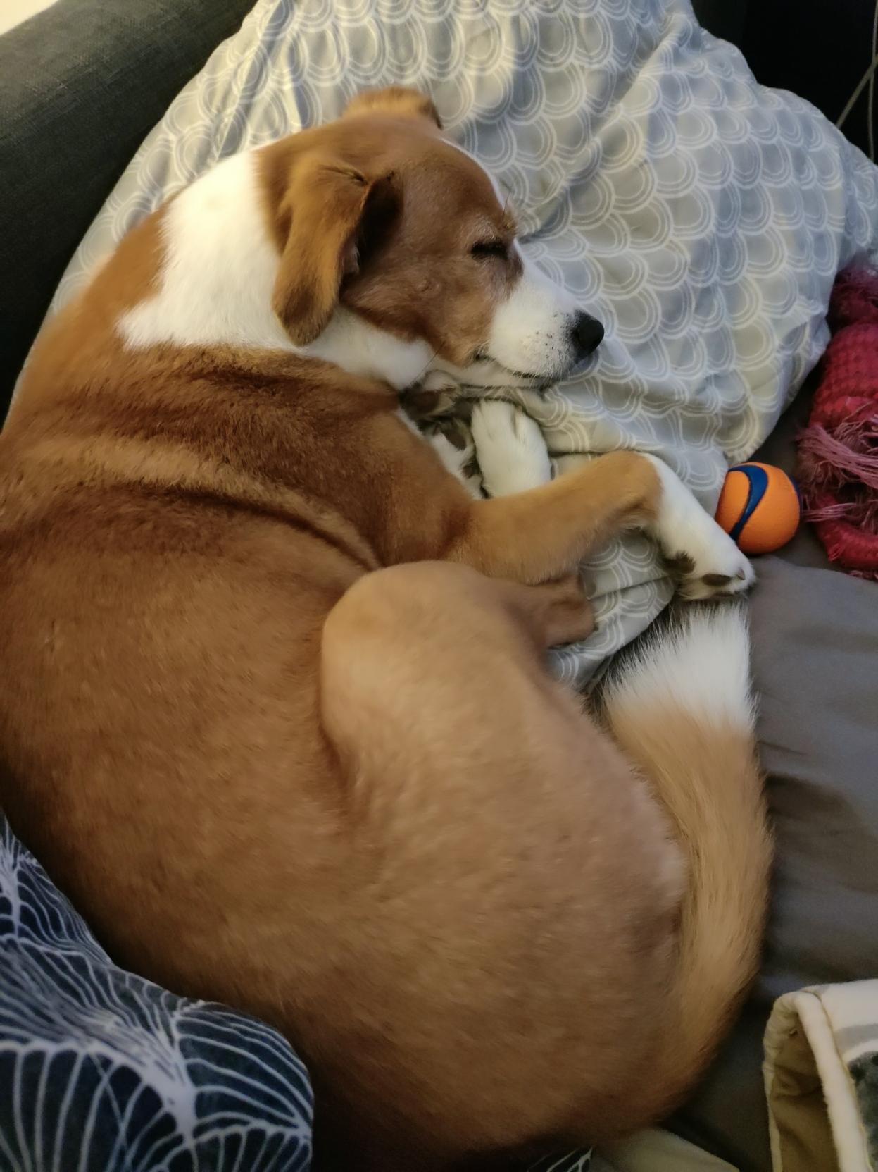 My dog Rafa sleeping on a pillow