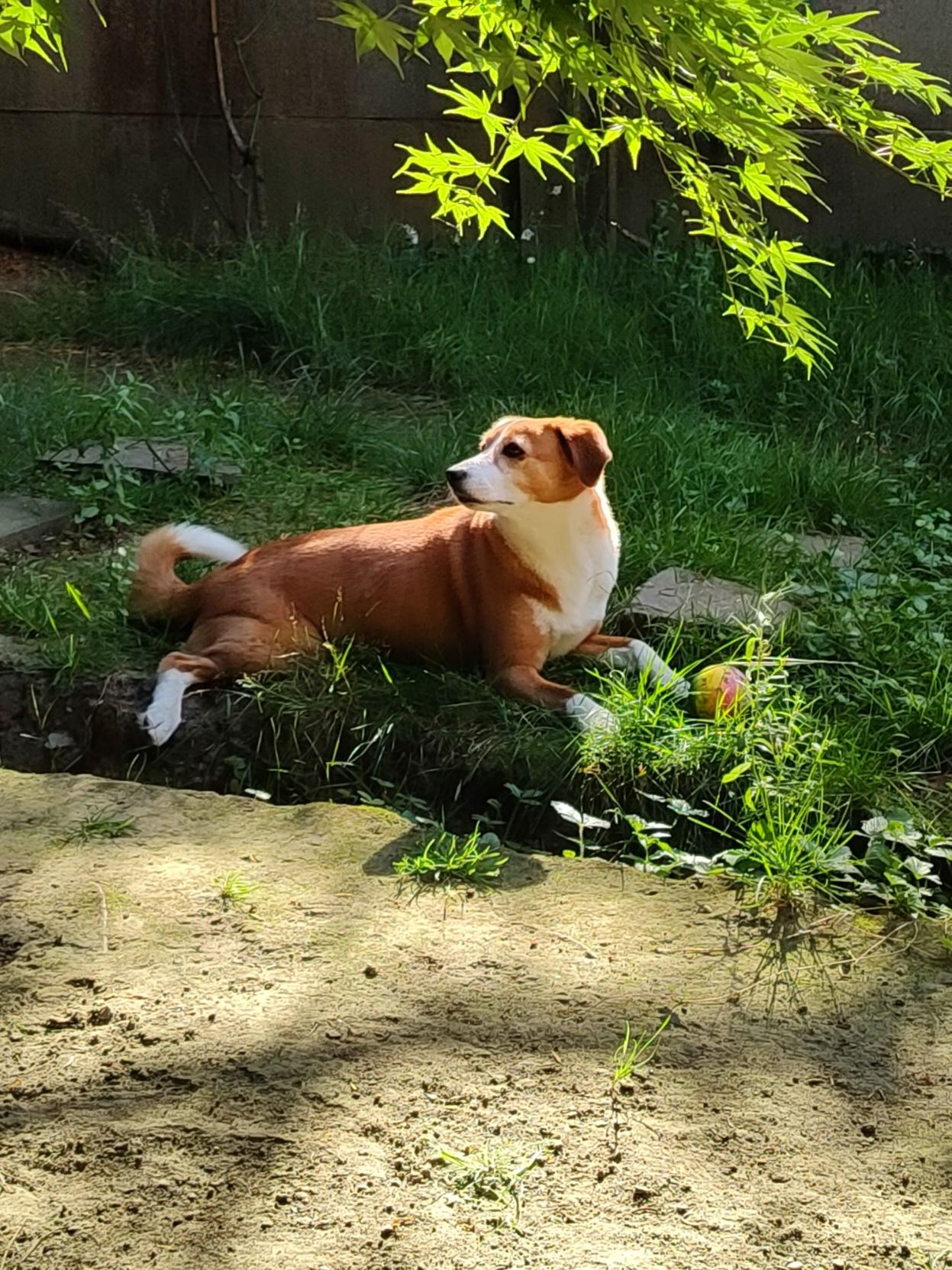 My dog laying on the grass in my garden