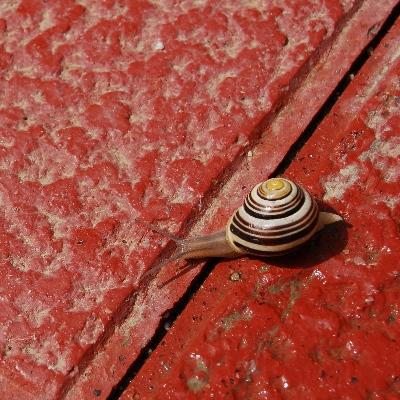 papapep@mastotut.cat