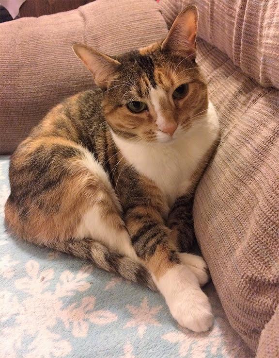 Background: beige couch... 🛋️ 
Middleground: snowy blanket... ❄️ 
Foreground: cute calico cat as she tries to melt everybody with her legs crossed and cuteness overload... 😺
