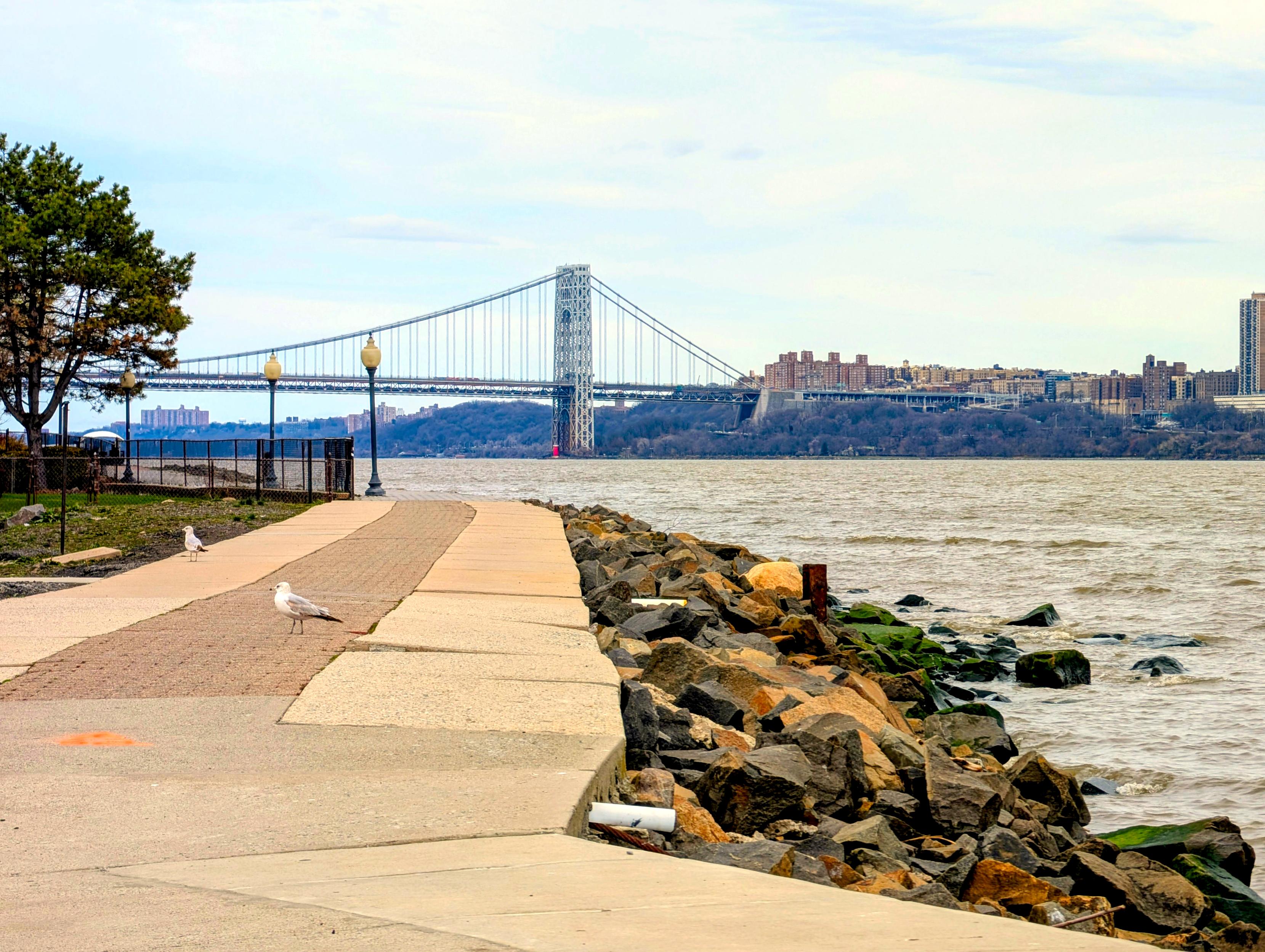 Background: Blue cloudy sky...
Middleground: George Washington Bridge and partial New York City skyline...
Foreground: Footpath with tree and 2 seagulls walking on the left... A rocky shoreline against the Hudson River on the right... 

Created: 3/27/26 3:00pm
Aperture: ƒ∕2.8
Exposure: 1∕248 s
ISO: 17
Focal Length: 18 mm
Camera: Google Pixel 8 Pro