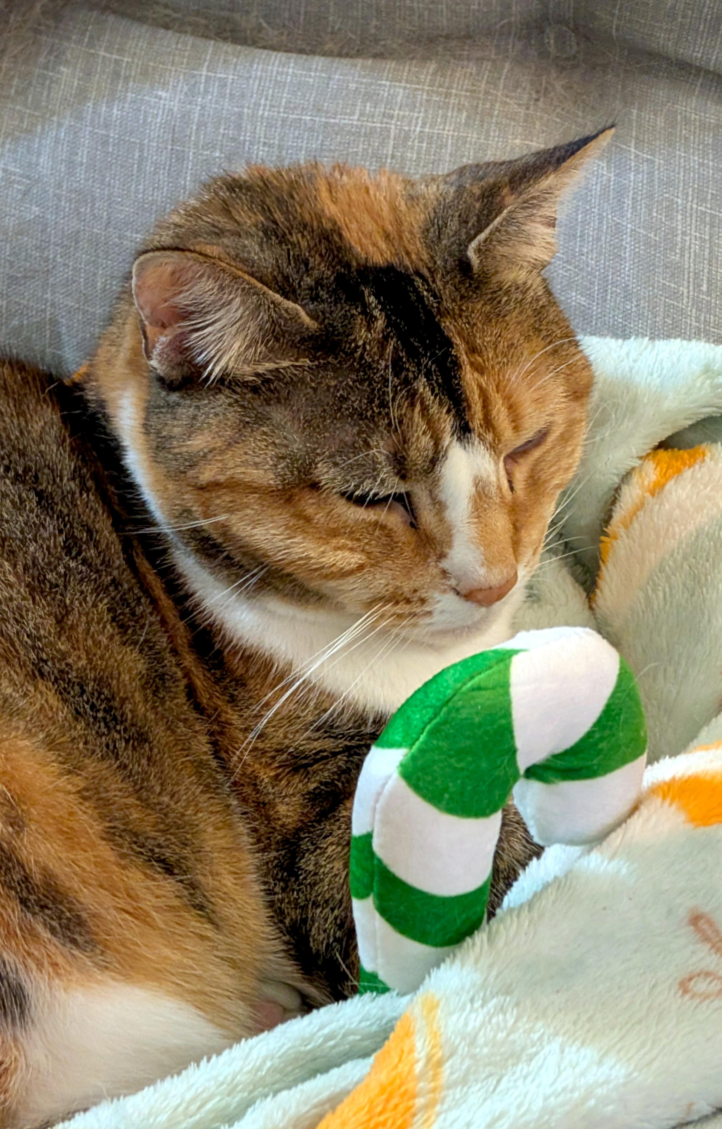 Background: Grey cushion
Middleground: Very light blue and orange fleece blanket
Foreground: Cute calico cat with eyes closed napping and holding her green and white candy cane toy Christmas gift 

Created: 12/25/2025 8:22am
Aperture: ƒ∕2.8
Exposure: 1∕24 s
ISO: 1290
Focal Length: 18 mm
Camera: Google Pixel 8 Pro