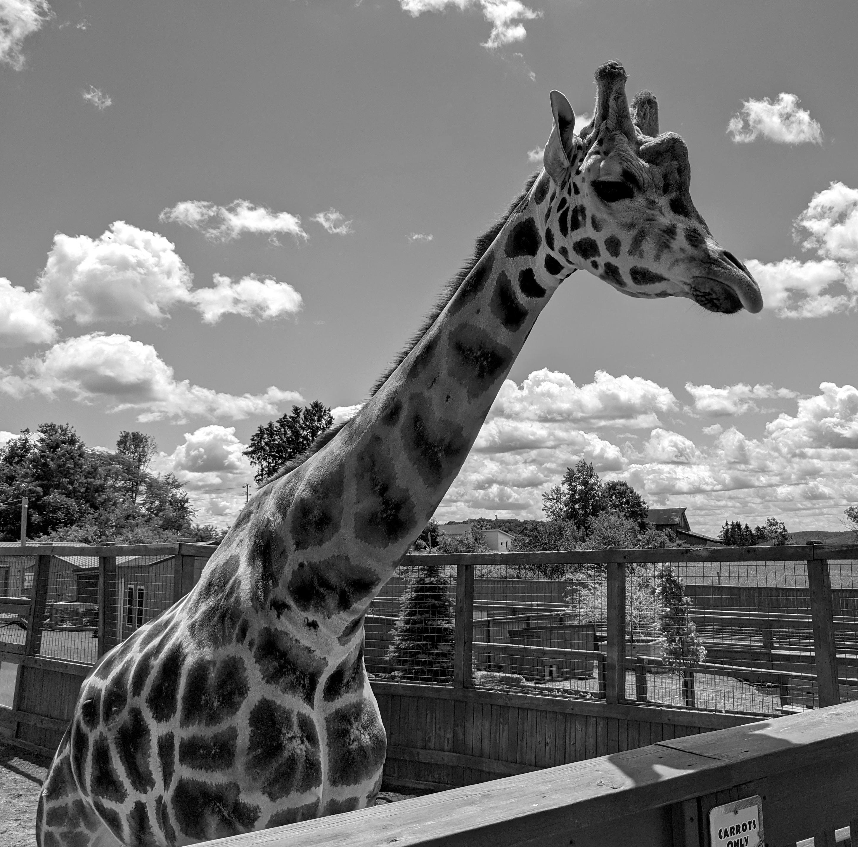Background: Sky with 40% mid altitude fair weather cumulus clouds...
Middleground: Various farm like buildings and trees in a pasture type area...
Foreground: A close-up of a giraffe in a wooden fenced area patiently waiting to be fed a carrot by an unseen human...

Created: 6/23/2021 12:20pm
Aperture: ƒ∕1.73
Exposure: 1∕7812 s
ISO: 63
Focal Length: 4.38 mm
Camera: Google Pixel 4a