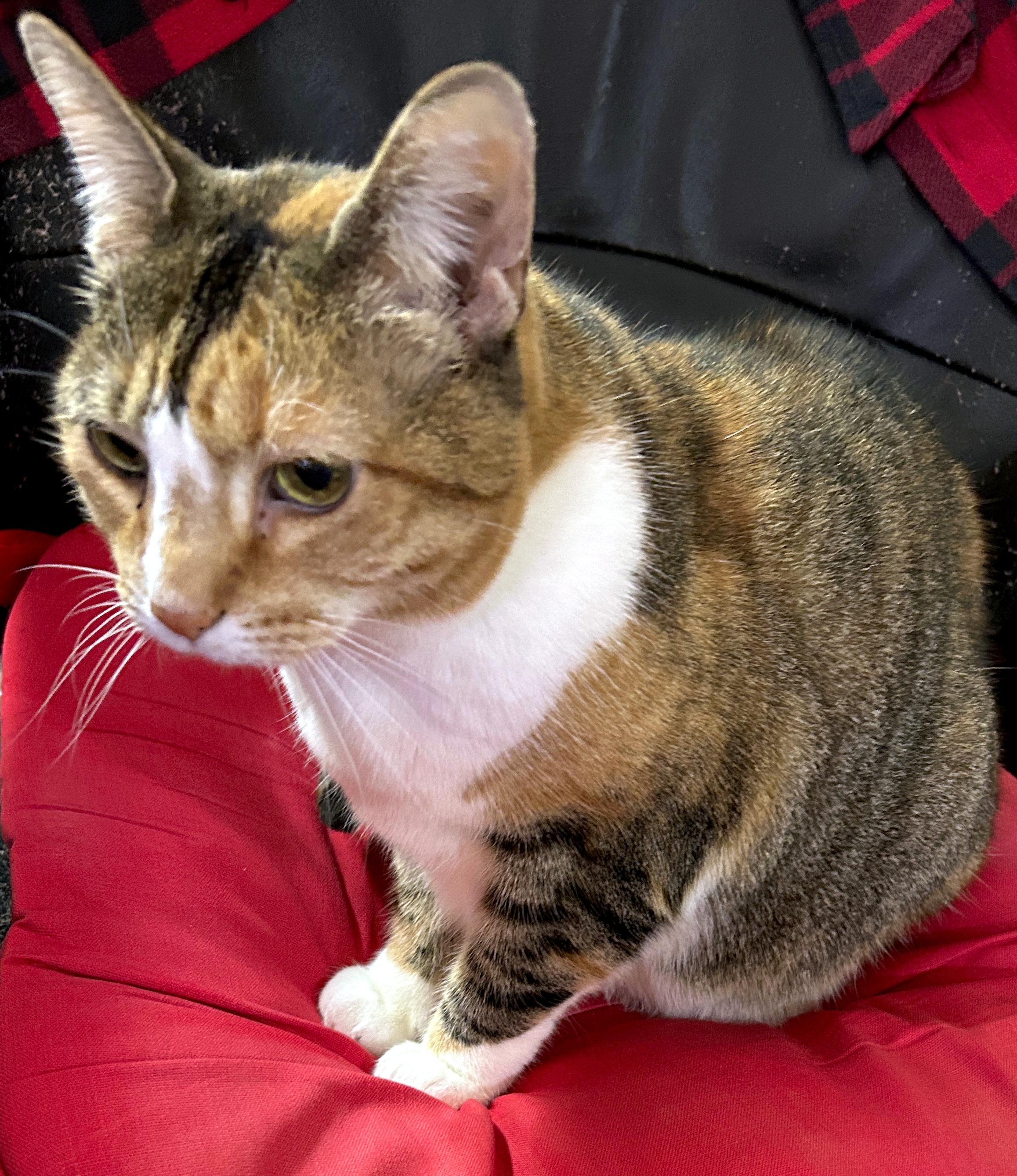 Background: My red and black mountain man flannel shirt and a very-Gumball-scratched-up-once-good black leather computer chair...
Middleground: Red cushion ...
Foreground: Her highness, Gumball the cute calico cat sitting looking left, posing nicely for your whisker appreciation...

Created: 1/20/2025 3:21 PM
Aperture: ƒ∕1.5
Exposure: 1∕30 s
ISO: 500
Focal Length: 5.7 mm
