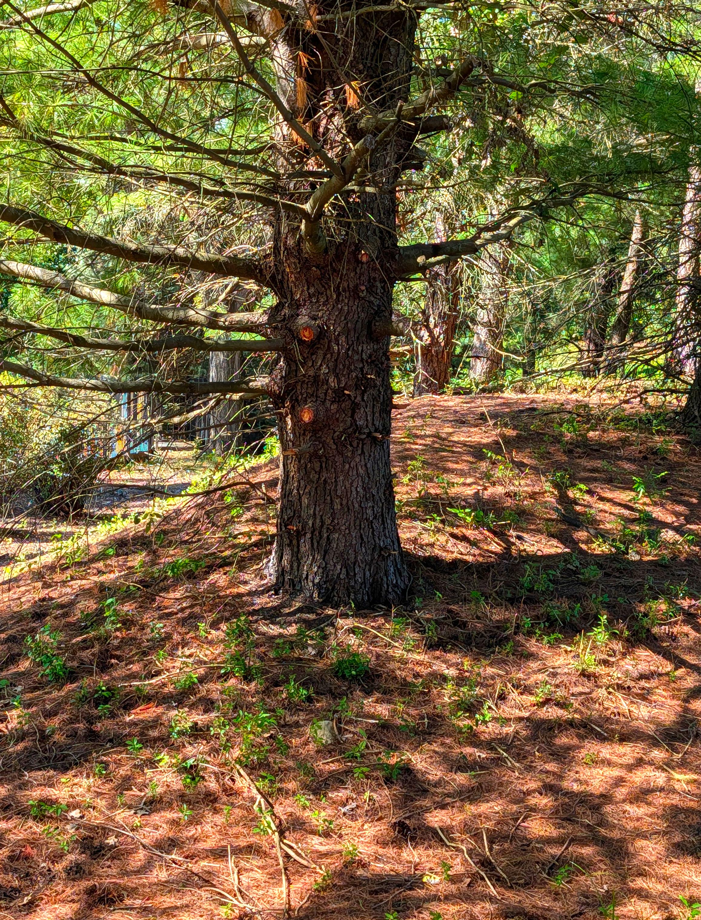 Background: Many background trees...
Middleground: On the left, a blue color near a path... A small bush... Ground covered in reddish brown pine needles... 
Foreground: A knotted thick trunk pine tree with branches horizontally extending with some green pine needles and leaves... Ground covered in reddish brown pine needles and green leaf plants... 

Created: 9/07/2026 2:46 PM
Aperture: ƒ∕1.68
Exposure: 1∕270 s
ISO: 19
Focal Length: 6.9 mm
