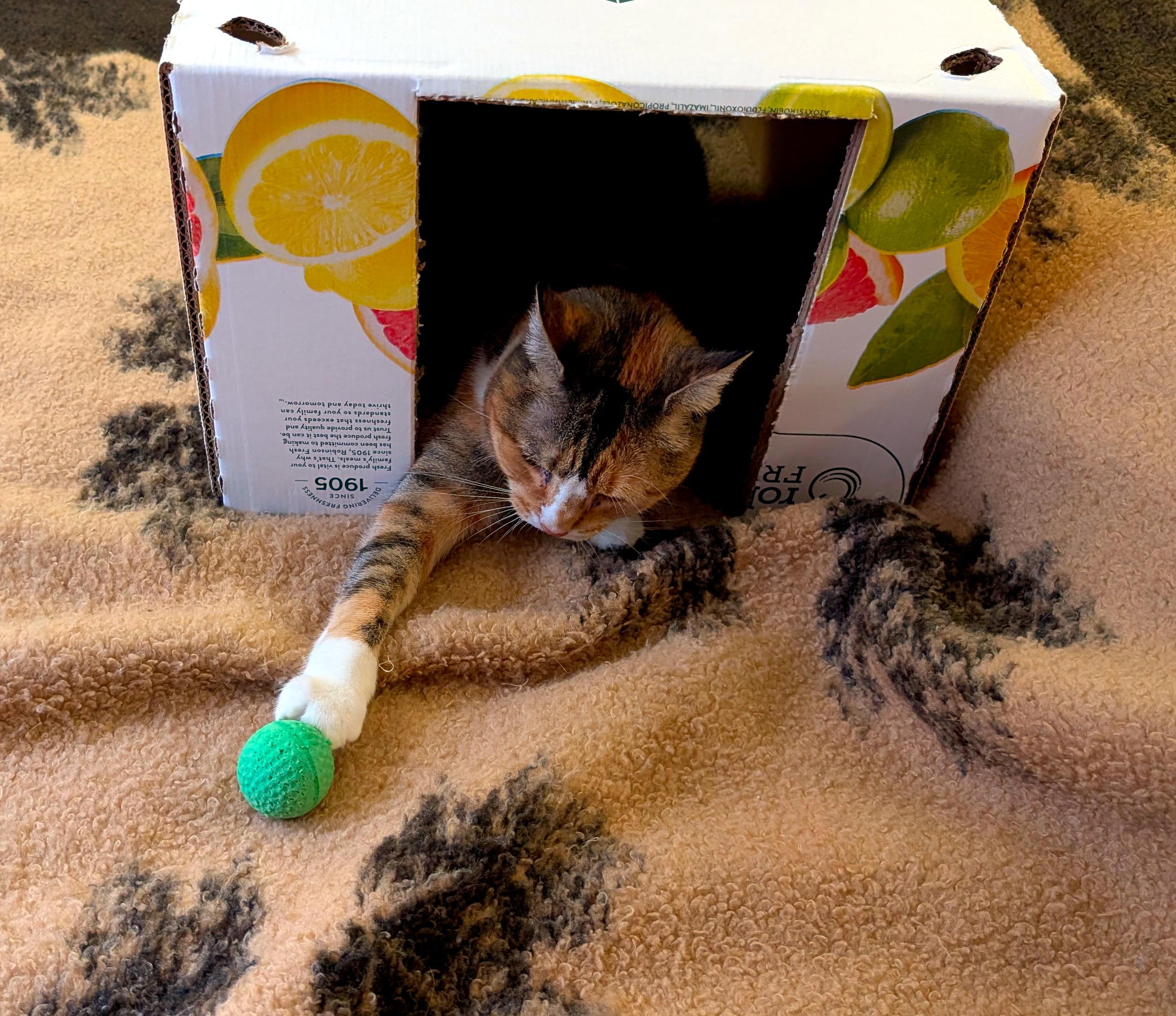 Background: Bed with a light brown comforter with dark brown leaves in the whole photo...
Middleground: Upside down white fruit box with "doors" cut out of Gumball's cardboard cabin... 
Foreground: Gumball, the calico cat, laying within the "doorway" of her cabin reaching out to grab her toy green ball from Me before I get it... 

Created: 7/09/2025 10:37 AM
Aperture: ƒ∕1.68
Exposure: 1∕40 s
ISO: 394
Focal Length: 6.9 mm
