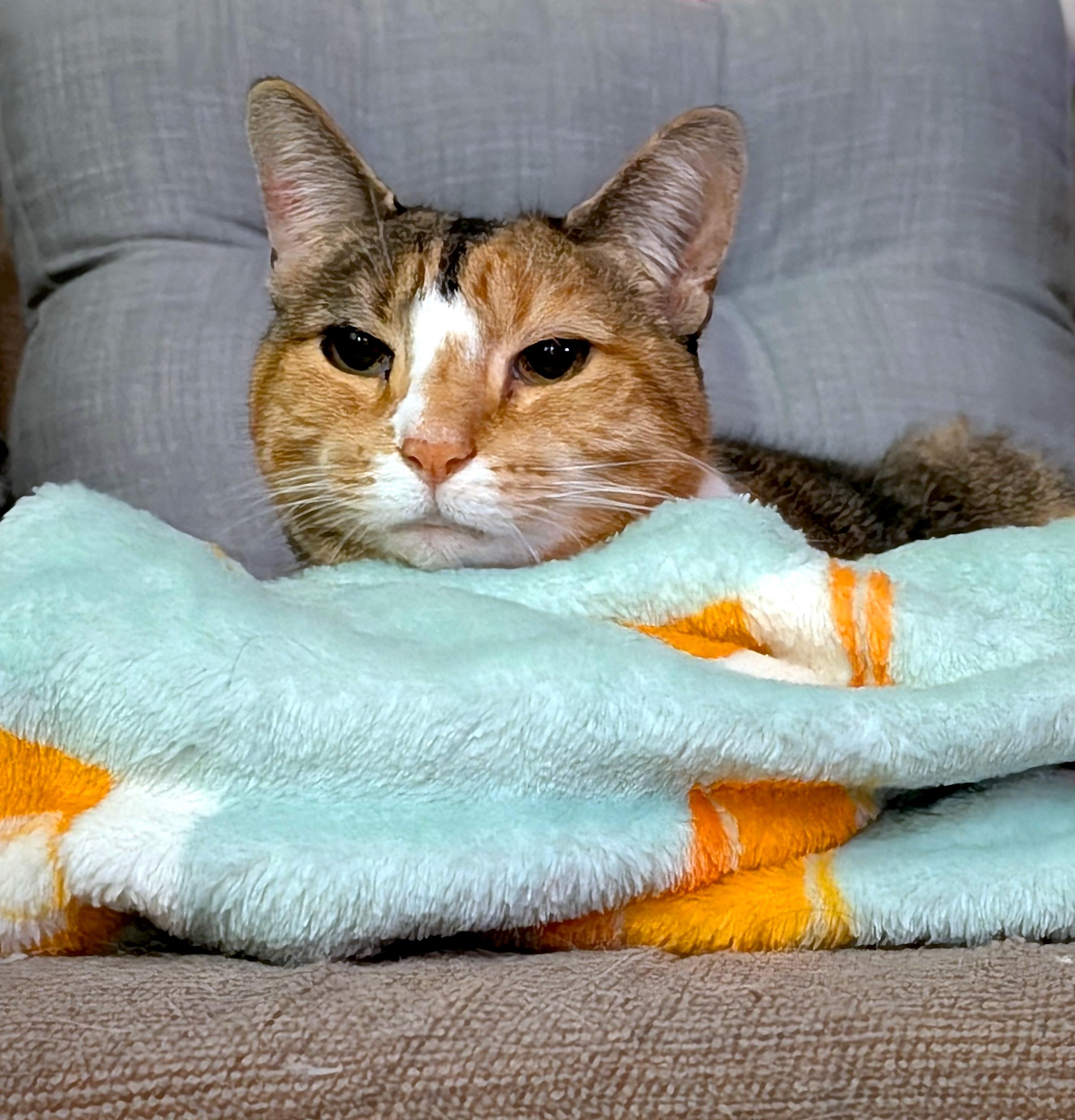Background: Gray cushion...
Middleground: Beige couch with a light blue and orange fleece blanket... 
Foreground: Gumball, the drowsy calico cat, laying on her couch blanket a few minutes before actually coming to sleep in my bed with Me... 

Created: 9/09/2026 9:18 PM
Aperture: ƒ∕1.68
Exposure: 1∕12 s
ISO: 2971
Focal Length: 6.9 mm