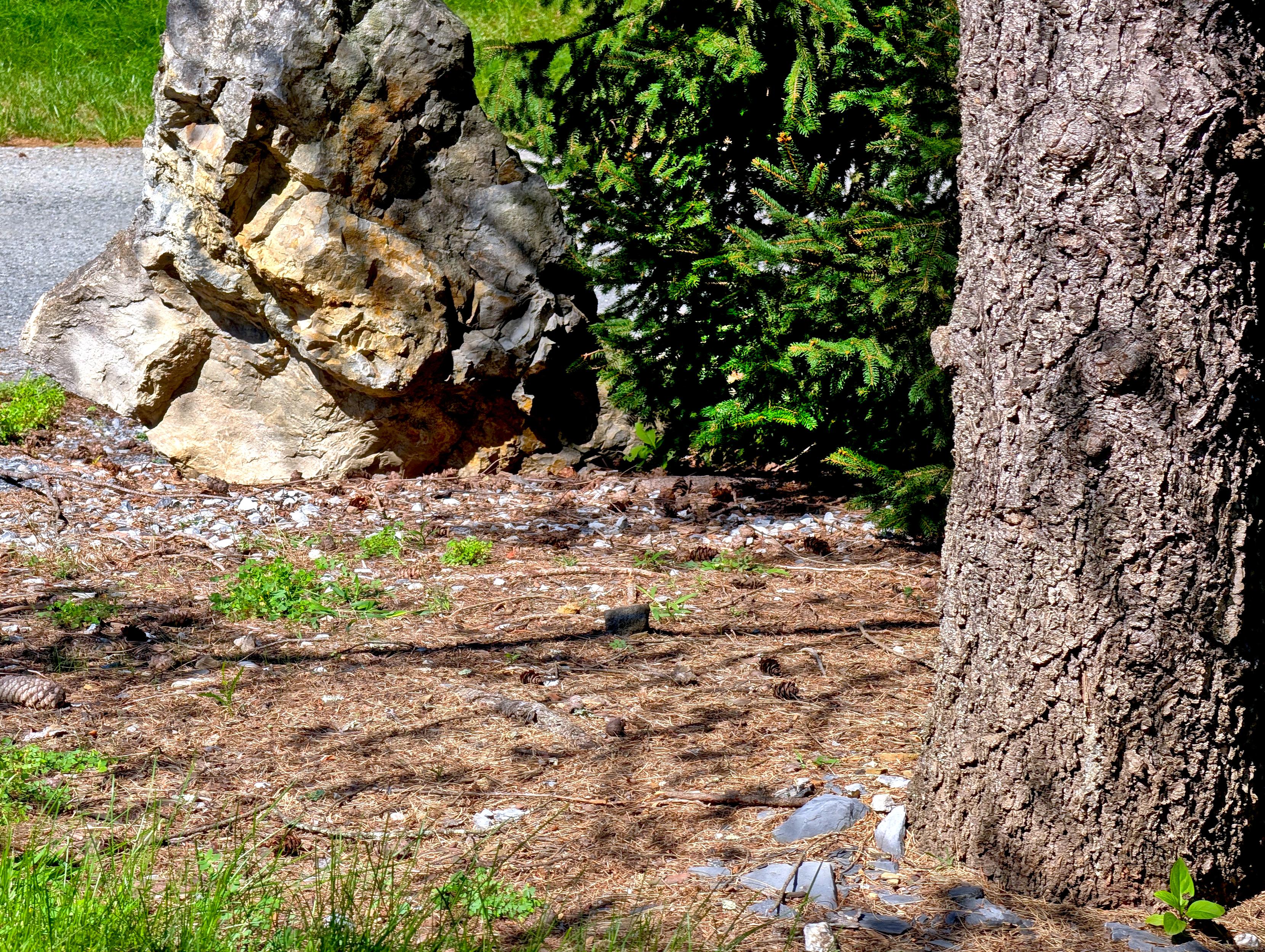 Background: On the left, grass and walkway...
Middleground: Large multi-faceted gray/light brown rock, green bush, and a ground with pine needles, small green patches, small gray rocks, and pine cones...
Foreground: On the right, textured tree trunk highlighted from the left... Grass patch on the right... Small rocks and a single cute green leaf plant adorn the base of the tree... 

Created: 9/07/2026 2:48 PM
Aperture: ƒ∕2.8
Exposure: 1∕626 s
ISO: 48
Focal Length: 17.906 mm