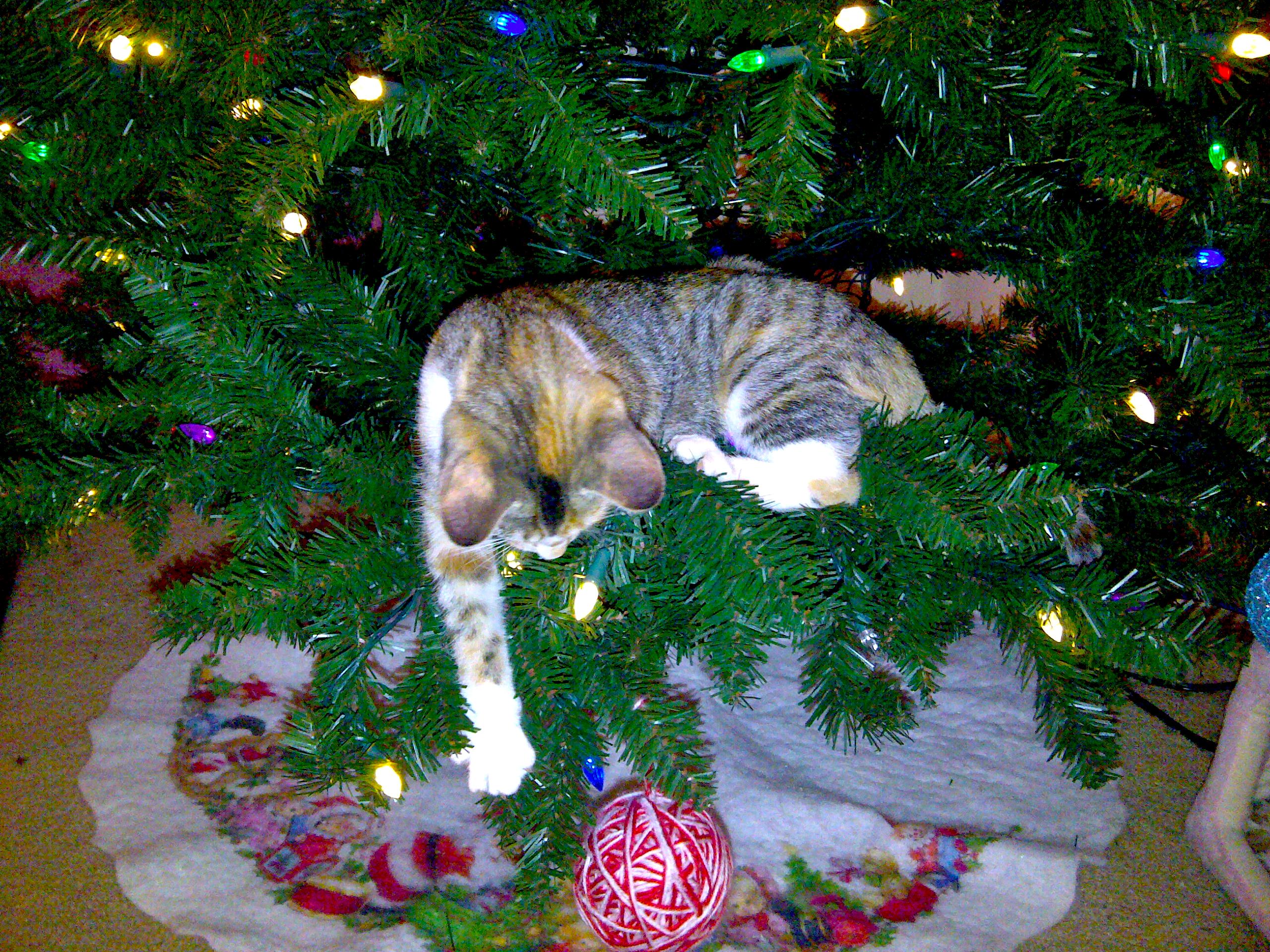 Background: Long curtains and a white(ish) wall peeking through a Christmas tree...
Middleground: Jacklyn Smith special edition green Christmas tree with multi-colored lights that I liked and purchased just because... A circular white Christmas decorated white snow blanket under tree that Gumball messes up. Every. Single. Time. While. Playing...
Foreground: Less than a year old calico cat Gumball sitting up in the Christmas tree reaching her paw downward for a red and white yarn ornament that will eventually go flying in mere moments... 

Created: 12/30/2012 9:29 AM
Aperture: ƒ∕???
Exposure: 1∕inf s
ISO: ??
Focal Length: ??? mm
Old BlackBerry camera
