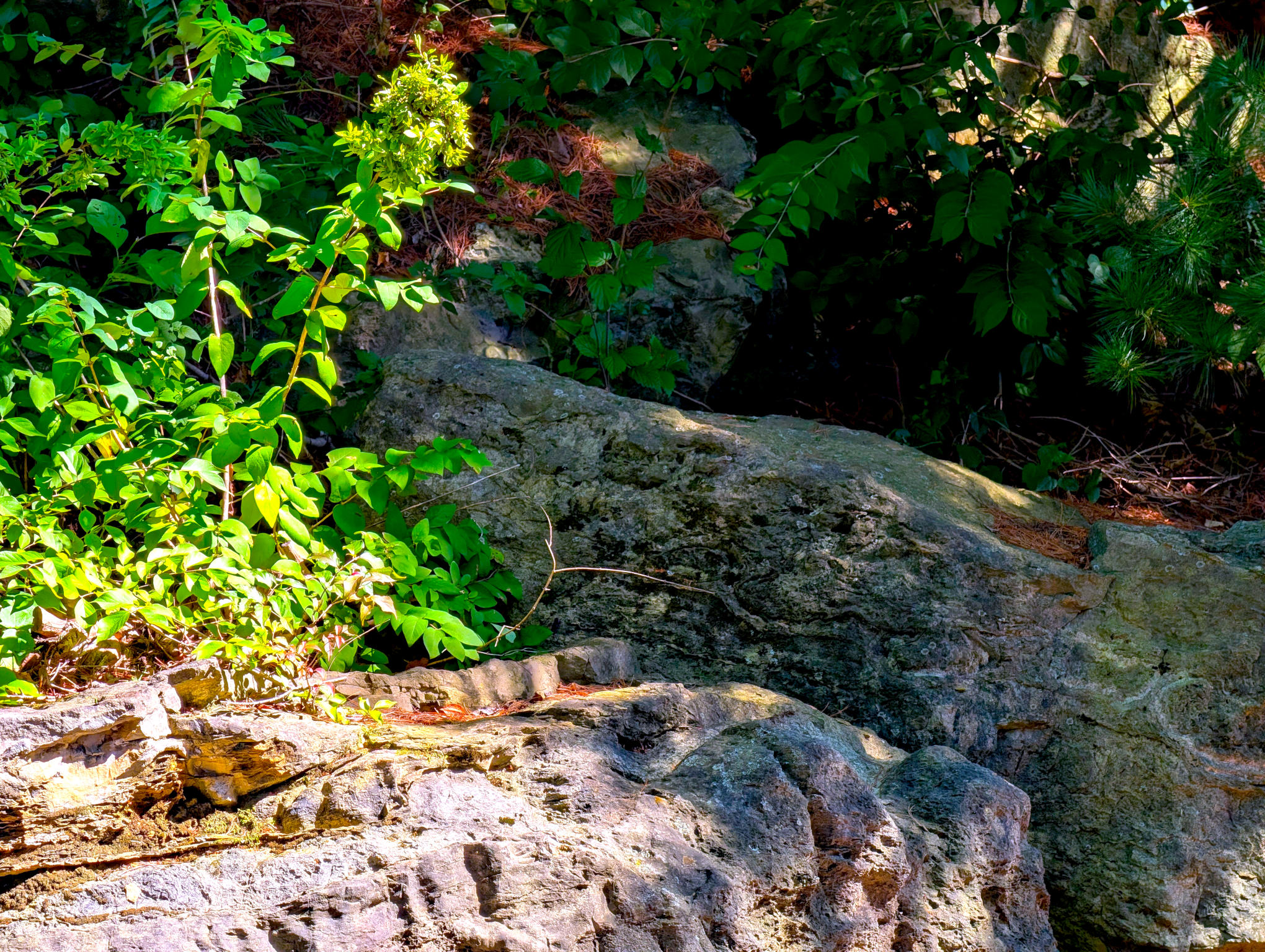 Background: Center right, darkened shadow area almost looks cave like...
Middleground: In some shadow, random green bush leaves and reddish brown pine needles and a large textured gray shiny rock takes up the middle area...
Foreground: Left center, very sunlight highlighted green bush atop another large textured rock taking up most of the area... Reddish brown pine needles decorate the area... 

Created: 9/07/2026 2:42 PM
Aperture: ƒ∕2.8
Exposure: 1∕213 s
ISO: 41
Focal Length: 17.906 mm
Camera: Google Pixel 10 Pro XL