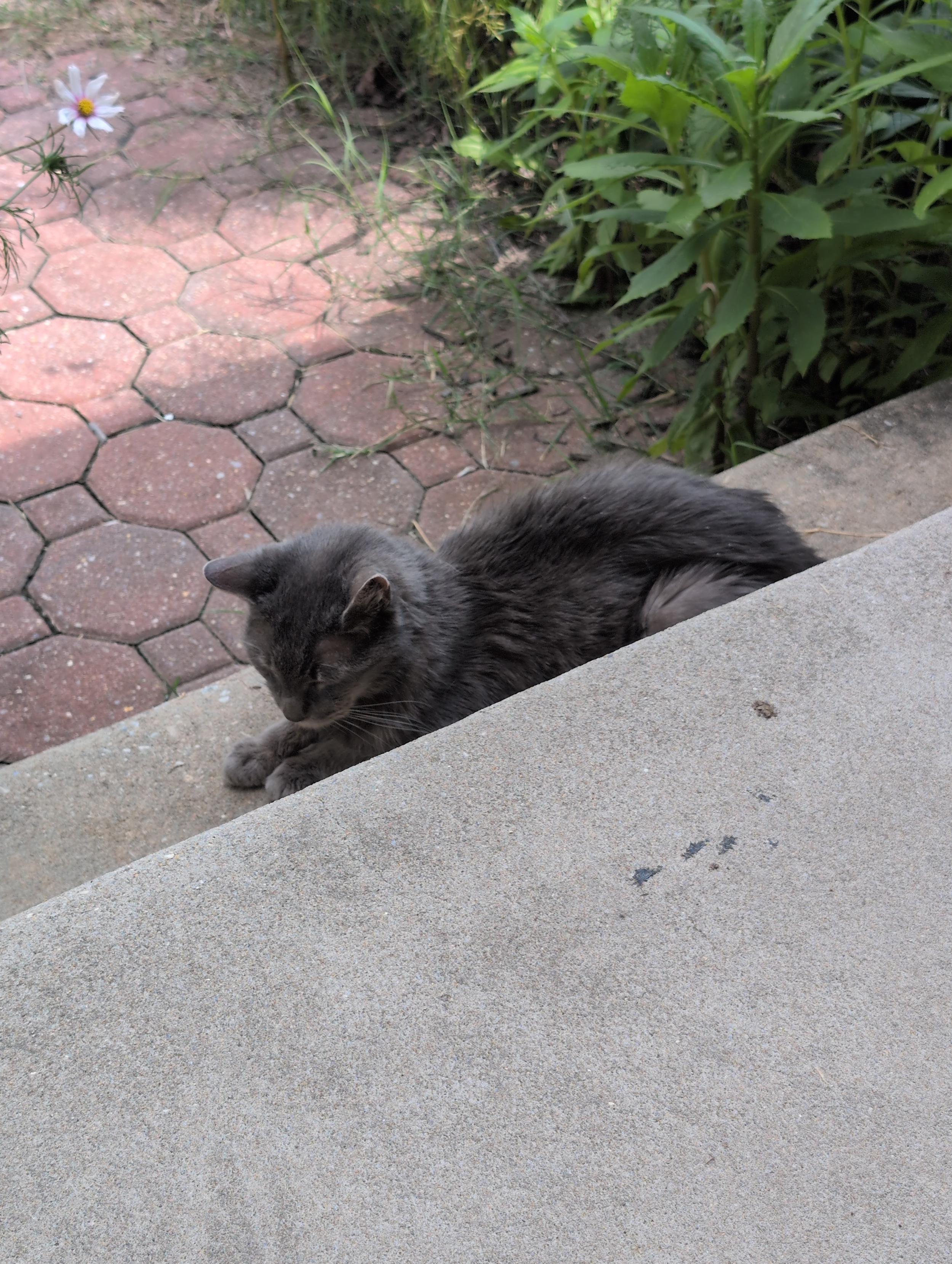 Old cat relaxing outside in the steps in the heat but not in the sun.