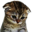 :kitten_sad: