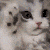 :cathappy: