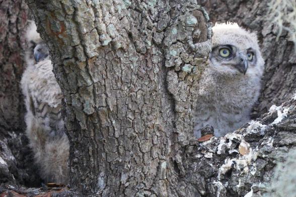 Two great horned owlets in their nest, one on each side of a large vertical branch.