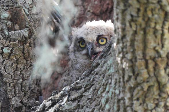 Great horned owlet peeking out from behind a branch with its two large yellow eyes, its beak slightly open.