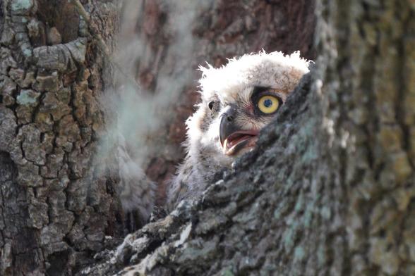 Great horned owlet peeking out from behind a branch with its two large yellow eyes, its beak slightly open.