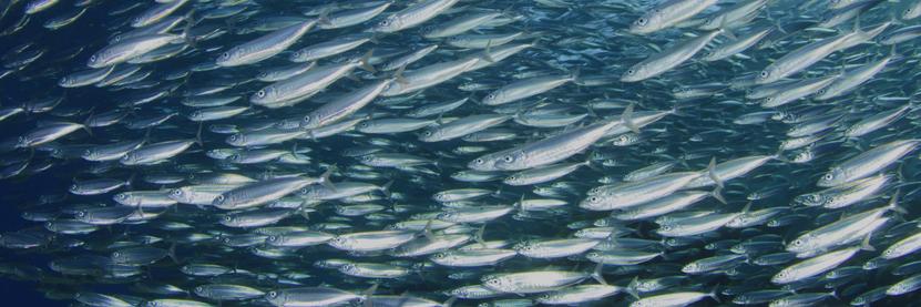 photo - schooling capelin