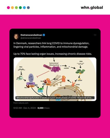A screenshot of a tweet by @atranscendedman. The tweet reads: "In Denmark, researchers link long COVID to immune dysregulation, lingering viral particles, inflammation, and mitochondrial damage. Up to 70% face lasting organ issues, increasing chronic disease risks." The image includes a scientific diagram showing mitochondrial dysfunction and the pathways involved in acute and post-acute phases of COVID-19, sourced from nature.com.