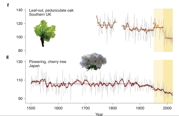 Cutout of figure 1 from the paper. It shows the day of the year spring phenology is detected for the pedunculate oak in southern UK and the cherry tree in Japan. For the oak the day when the leaves come out is tracked through time, and for the cherry tree it's the day of blossoming. For the oak you see a dataset from the 18th century that shows on average day 110 as day all leaves are out. A second line starts at 1840 and goed until mid 20th century. Spring phenology starts between 100 and 110 days in that period. The third dataset shows this day dropping from about day 120 in 1950 to below 100 after 200. The cherry tree dataset starts in 1500 and is continuous. It stays largely stable around day 105. Around 1940 it starts to drop fast to reach day 90 after the year 2000.