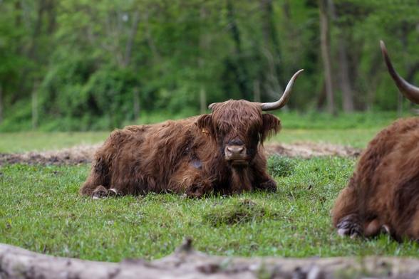 Ein Galloway Rind liegt gemütlich auf einer Weide. Es hat nur auf der linken Seites des Kopfes ein Horn. Sein Blick geht in Richtung der Kamera.