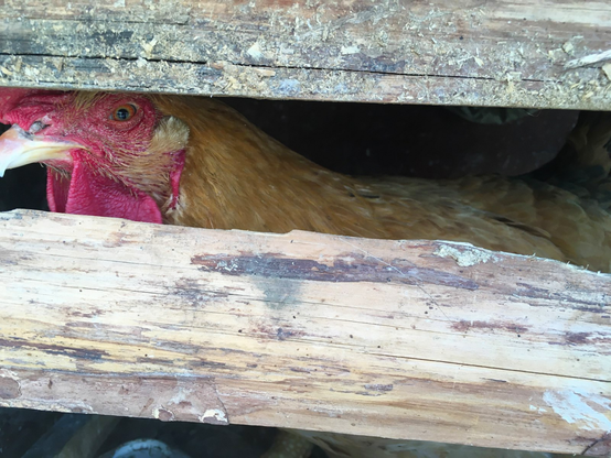 Die Wahrscheinlichkeit einer Vogelgrippe-Pandemie durch das H5N1-Virus steigt weiter an. Bildnachweis: Emily. CC BY-SA 4.0.