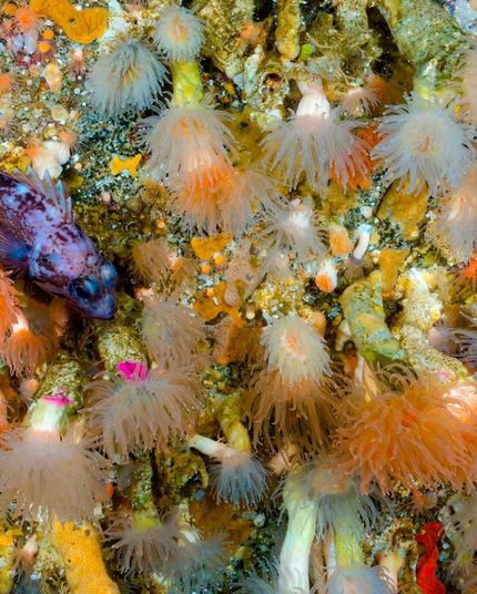 Photo of sea floor covered in various  invertebrate animals