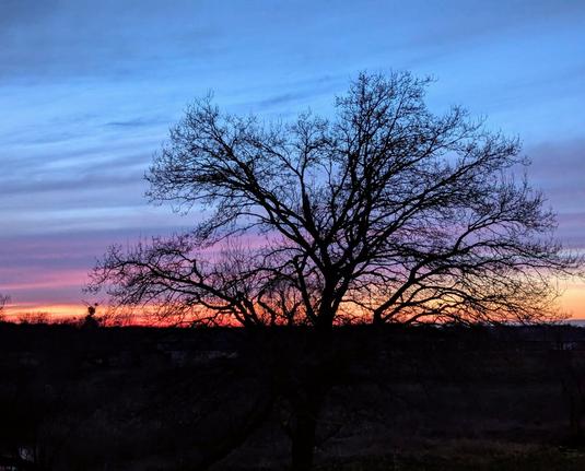 A silhouette of a bare tree against a twilight sky. The sky is a blend of soft blue at the top transitioning to a warm orange glow near the horizon. The tree's branches are intricate and leafless, creating a stark contrast against the colourful backdrop. The horizon is dark, with hints of distant trees and structures visible.