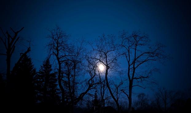 A stark, nocturnal scene unfolds under a deep blue, almost black, night sky. The full moon, a bright, pale orb, sits slightly off-centre, illuminating the bare branches of several deciduous trees in the foreground. The trees are silhouetted against the moonlit sky, their intricate network of branches creating a dark, skeletal pattern. To the left, a darker mass suggests evergreen trees, less defined in the dim light. The overall mood is serene and slightly eerie, with the strong contrast between the bright moon and the dark silhouettes creating a dramatic effect. The ground is not visible, focusing the viewer's attention on the interplay of moonlight and the shapes of the trees against the night.