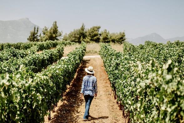 Which Wine to Try? Greece’s New Wine Stars Offer Top Tips