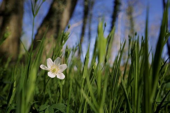 Nahaufnahme eine Buschwindröschens, das zwischen hohem, grünem Gras steht. Ein kleines Insekt sitzt auf einem der Blütenblätter. Im Hintergrund sind verschwommene Baumstämme und ein blauer Himmel zu sehen.