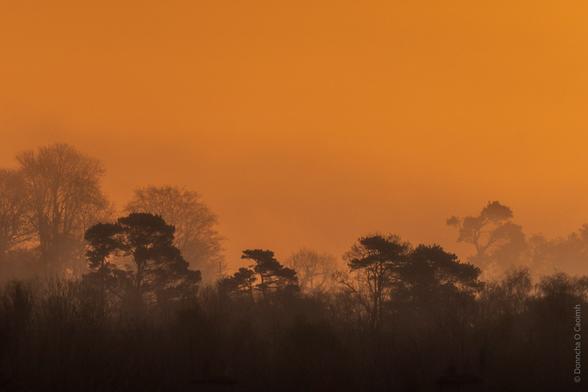 A dramatic sunrise scene with an orange sky and silhouetted trees in the foreground, partially shrouded in mist.