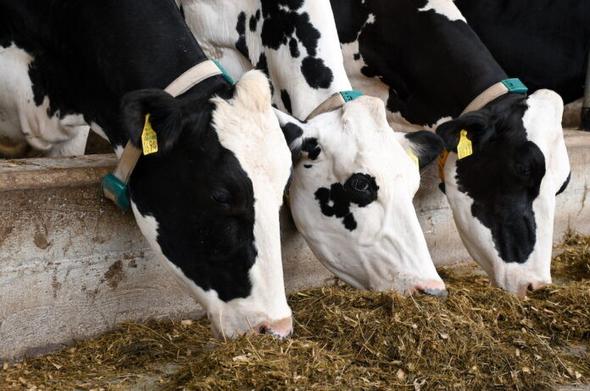 As foot-and-mouth disease spreads in Europe, Latvia prepares for four threat levels