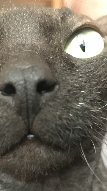 my crazy pet panther
