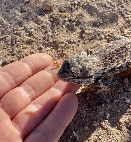 A brown and beige speckled spiny lizard has its front feet on my outstretched palm after it ate a mealworm I'd held out.