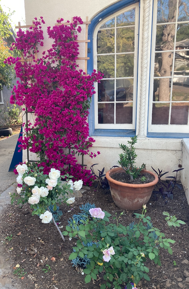 saturated pink bougainvillea with a white rose bush in front of it with a lavender rose bush in front of that.