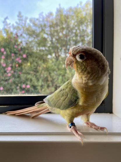 A yellow and green parrot posing on a white window sill. The window looks out to a hedge with pink flowers. It looks like he might be looking at the flowers.
