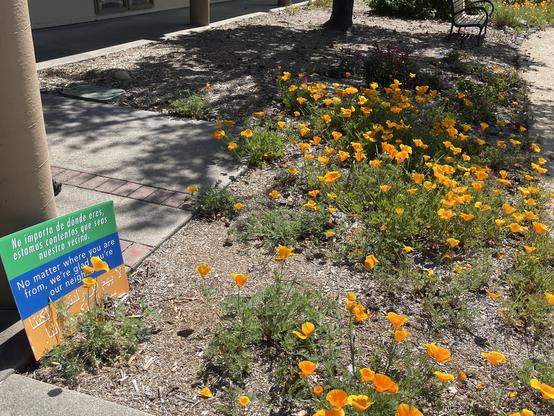 At garden entrance, a sign in Spanish, English, and Arabic reads “No matter where you are from, we’re glad you’re our neighbor.” California poppies are in bloom.