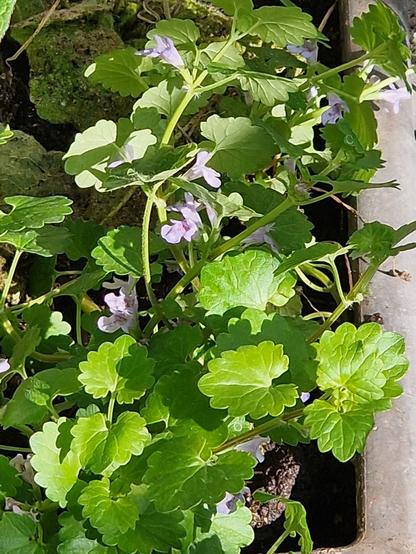 Gundermann (Glechoma hederacea) blühend in einem grossen Blumentopf