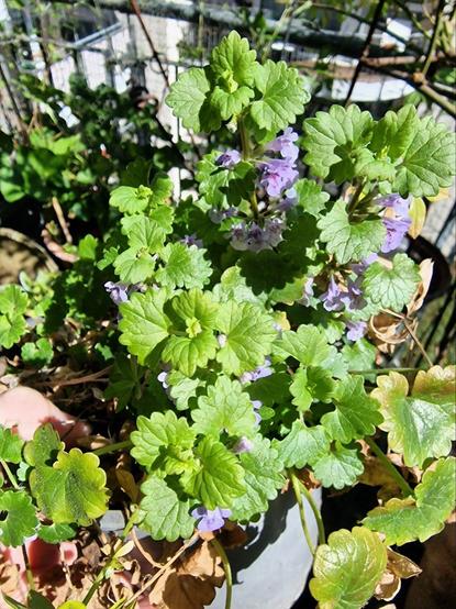 Gundermann (Glechoma hederacea) Als Bodendecker in Topf auf Balkonien