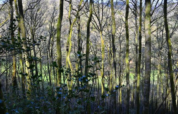 Trees on the side of a valley.