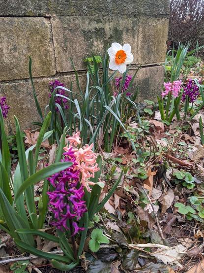 Purple and pink hyacinths growing in front of a concrete porch, joined by a single orange and white daffodil