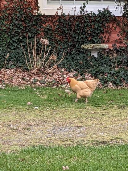 A buff Orpington hen waking in front of a patch of ivy with a concrete bird bath