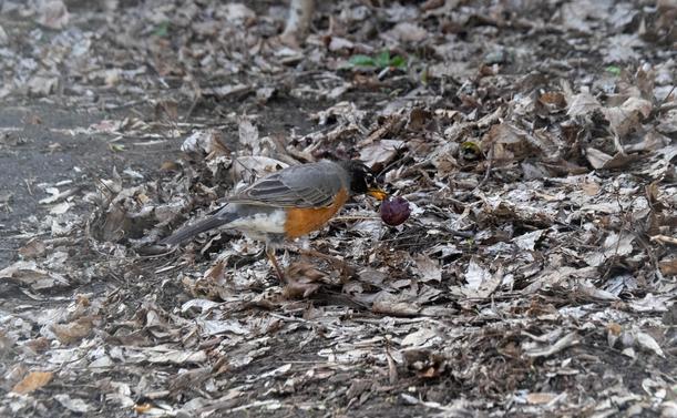 One American robin on the ground, surrounded by dead leaves, with a red grape in their beak