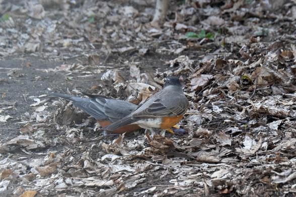 Another robin came in and now has their beak on the grape, that was on the ground after a bite. Both robins are next to each other