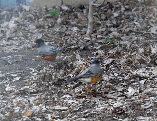 The second robin, blurry, is now running away with the grape in their beak. The other robin is looking back... having lost their grape nooo :(