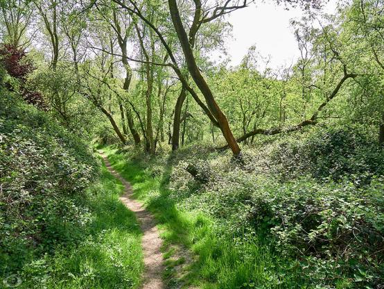 A sunny and small footpath in lush green. Shrubs on both sides and trees.