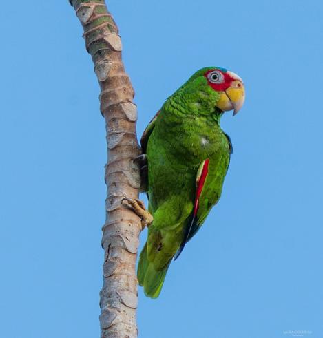 A White-fronted Parrot.